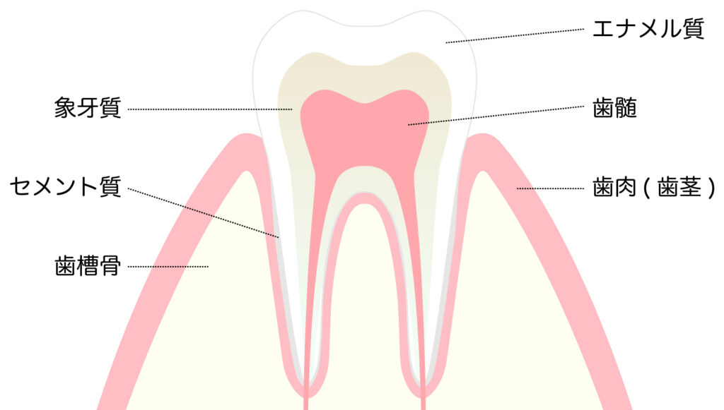 上野歯科診療所 宮古島 歯の構造